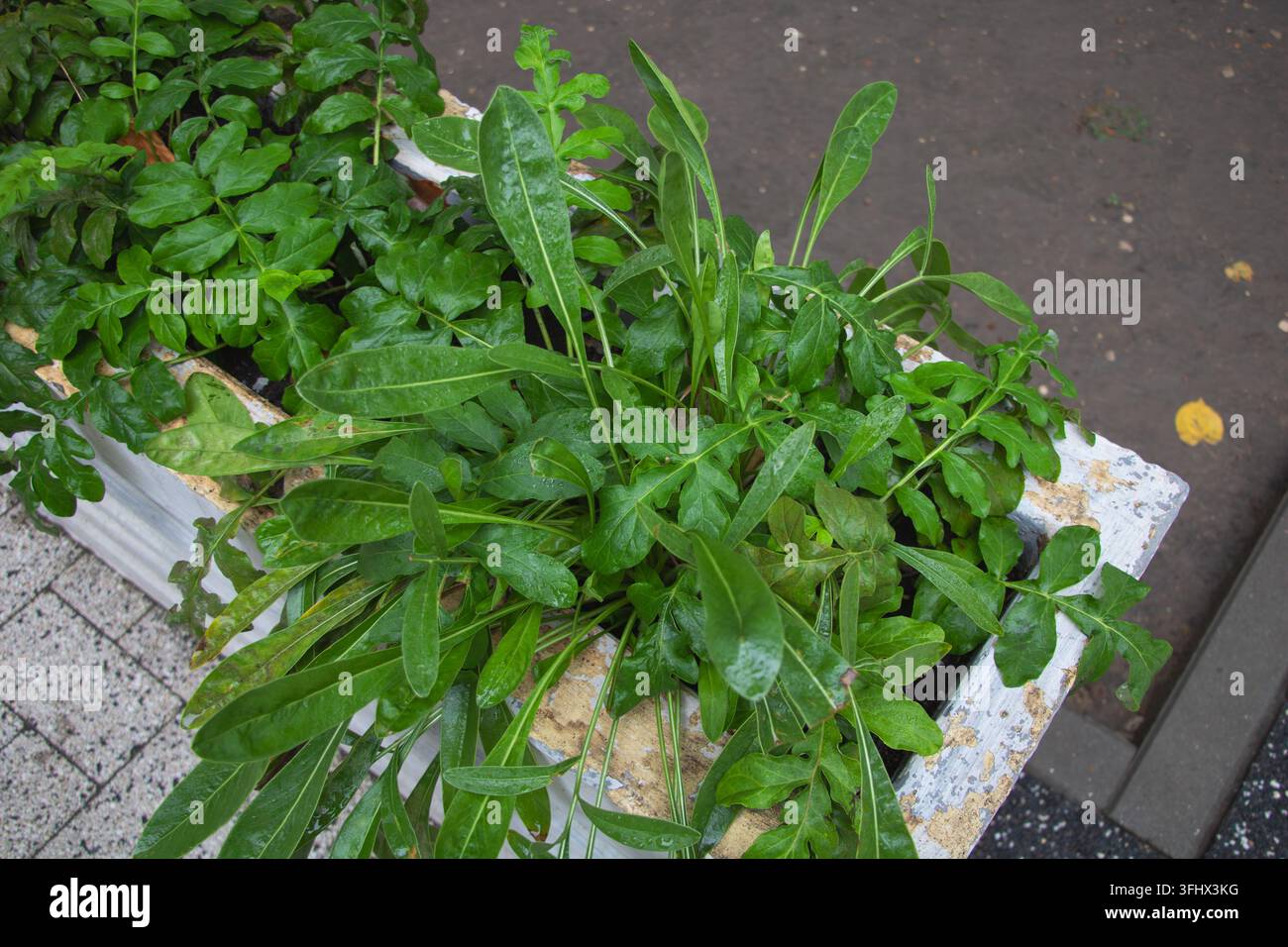 Fronde di felce verde lucida che fuoriescono da un vaso bianco consumato accanto a un marciapiede lastricato. Foto Stock