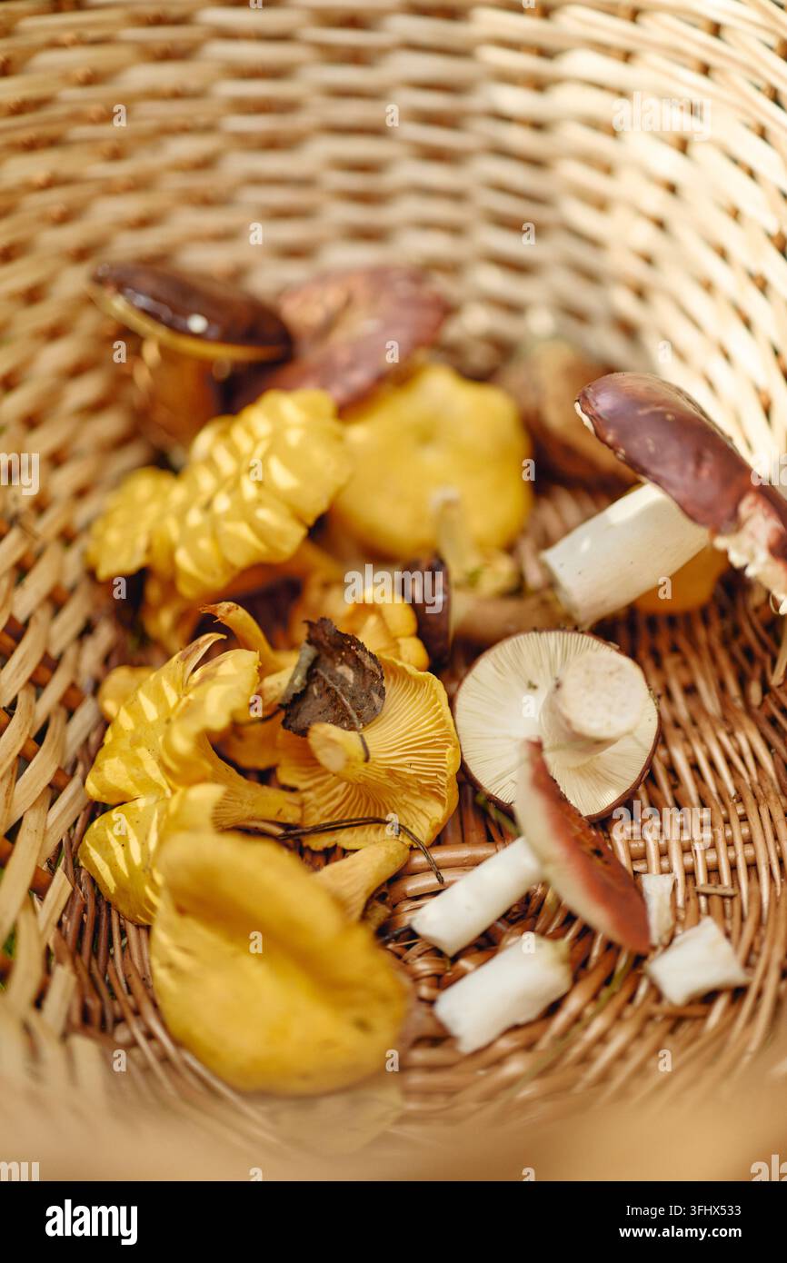Funghi selvatici commestibili freschi disposti in un cesto di vimini all'aperto Foto Stock