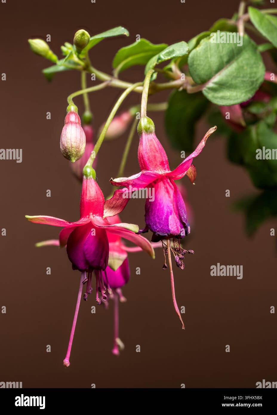 Fiori fucsia rosa e viola con messa a fuoco morbida Foto Stock