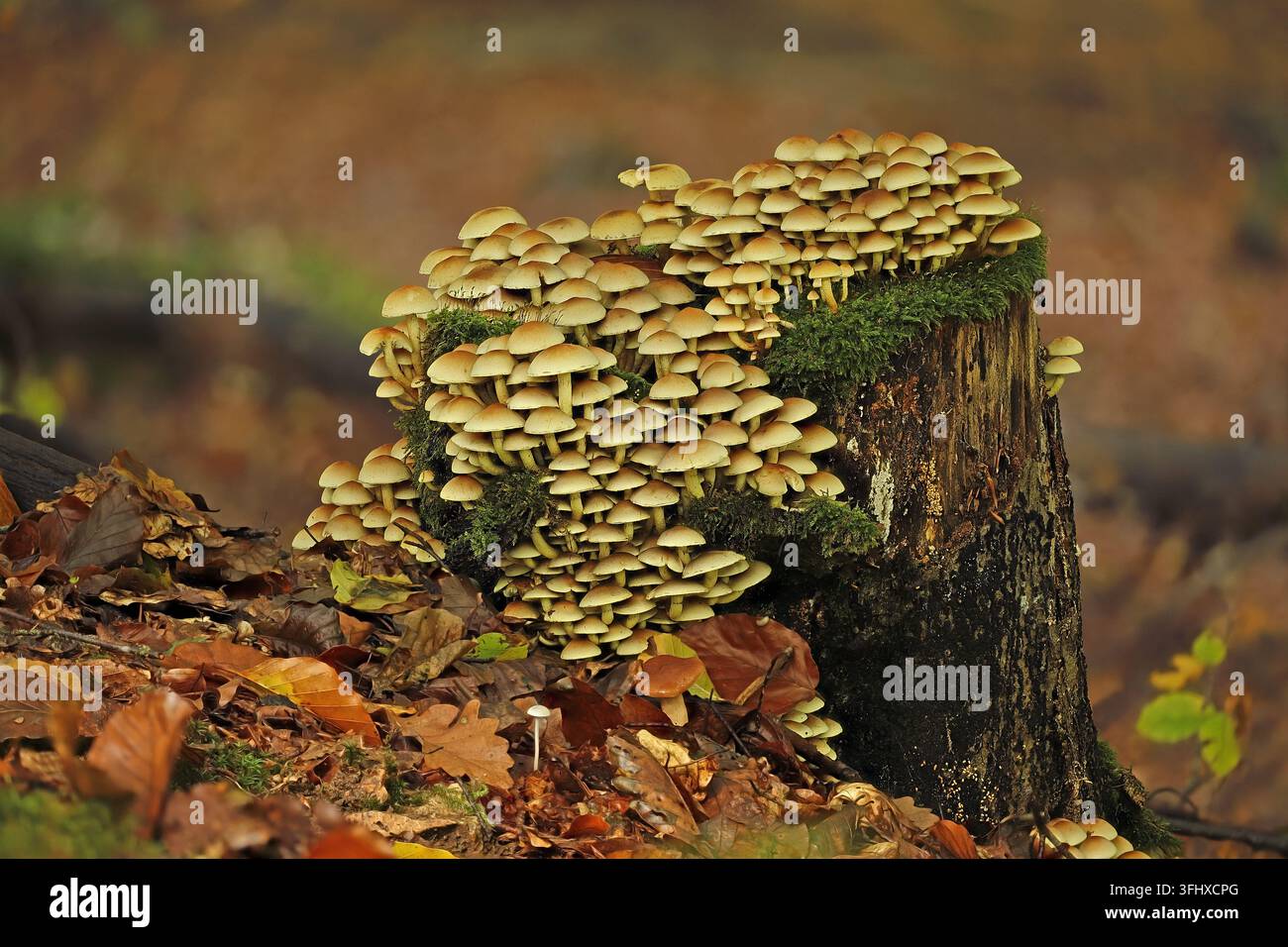 Tazza di zolfo (Hypholoma fasciculare) Foto Stock