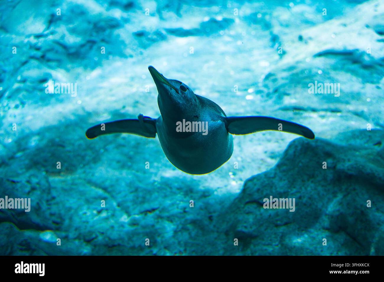 Pinguino che nuota sott'acqua con le ali spiegate verso la fotocamera Foto Stock