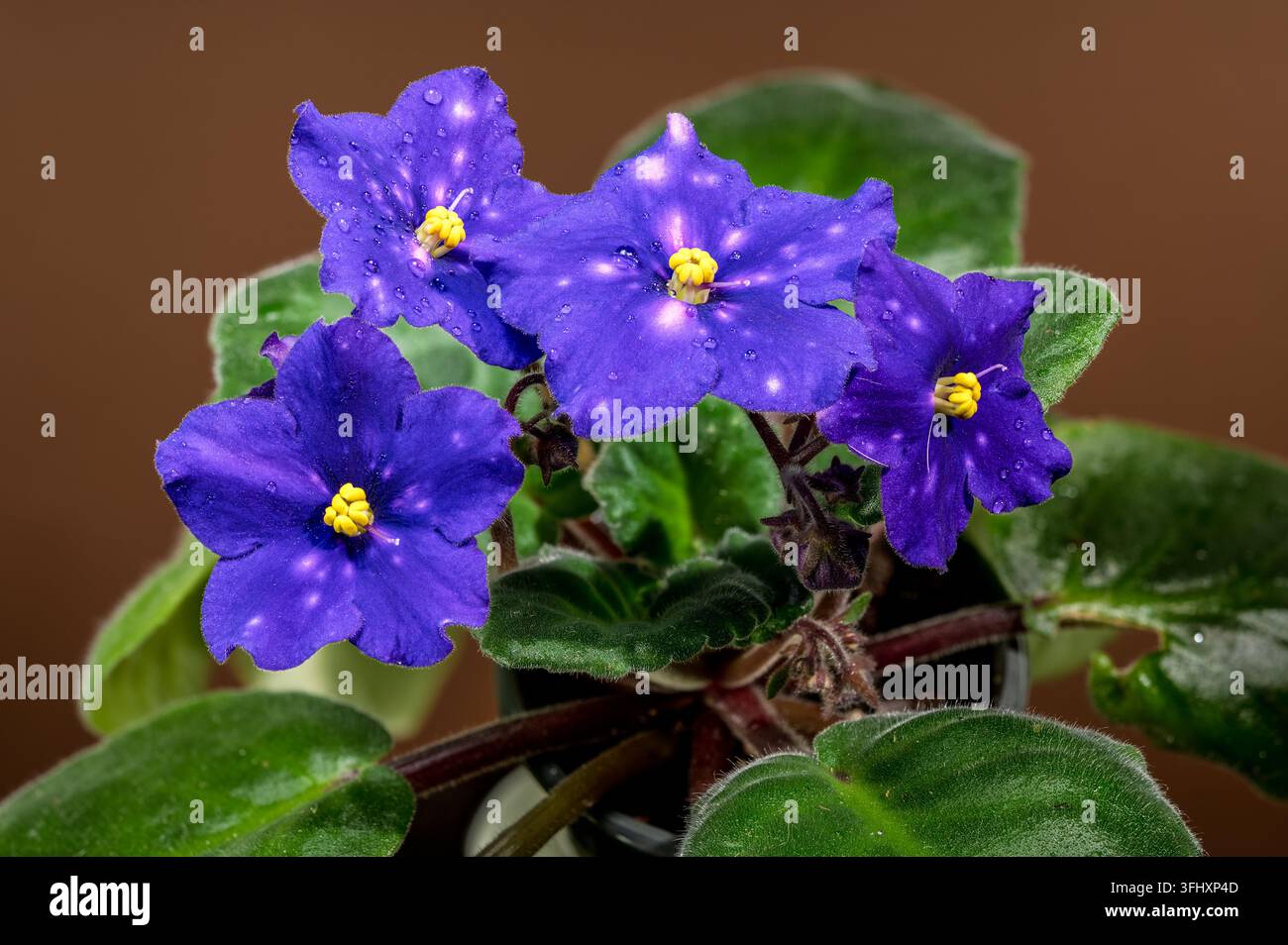 Quattro violette africane maculate su uno sfondo marrone caldo Foto Stock