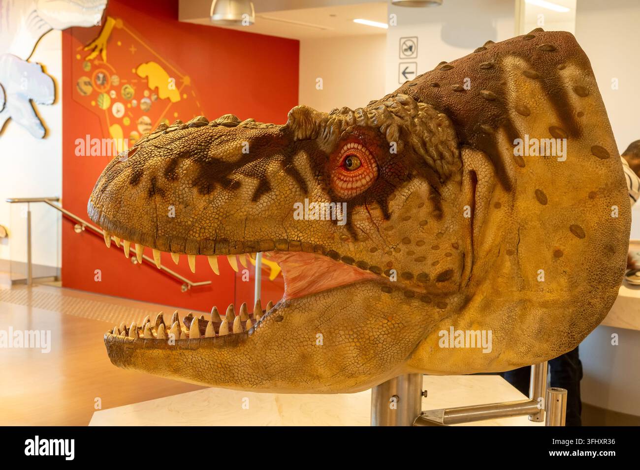 Una replica dettagliata del cranio di un Tyrannosaurus Rex con denti affilati e bocca aperta, 1500 N Dinosaur Trail, Drumheller, AB T0J 0Y0, Alberta, Canada Foto Stock
