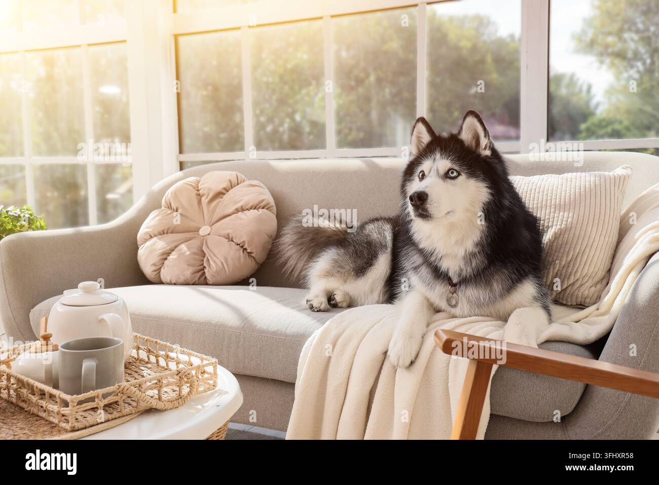 Possesso di animali domestici e compagnia, husky siberiano che riposa su un comodo divano in un soggiorno illuminato dal sole con un arredamento accogliente Foto Stock