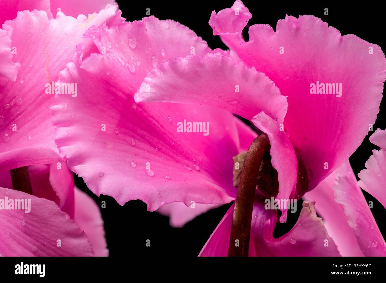 Macro di petali di ciclamino rosa con gocce d'acqua fresca Foto Stock