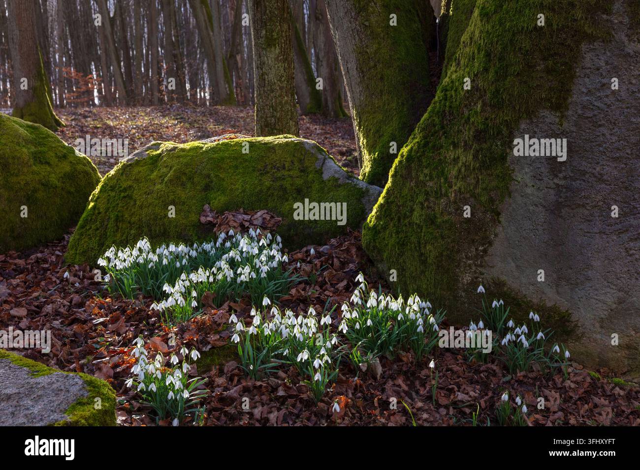 Gelo (Galanthus nivalis L.), regione di Roztocze, Polonia Foto Stock