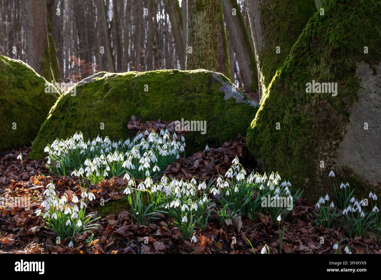 Gelo (Galanthus nivalis L.), regione di Roztocze, Polonia Foto Stock