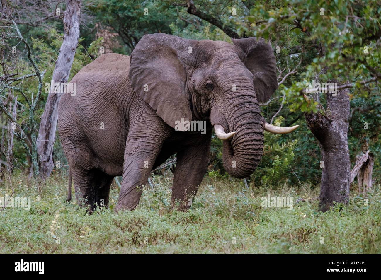 Elefante maestoso che vaga liberamente nel Parco Nazionale del Kruger, il paradiso della fauna selvatica del Sudafrica Foto Stock