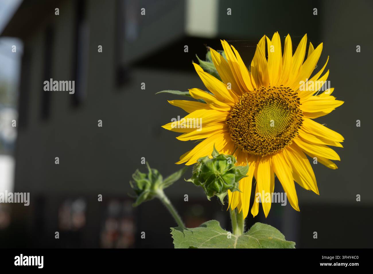 Girasole giallo brillante in piena fioritura con boccioli non aperti su uno sfondo sfocato, Kelowna, Columbia Britannica, Canada Foto Stock