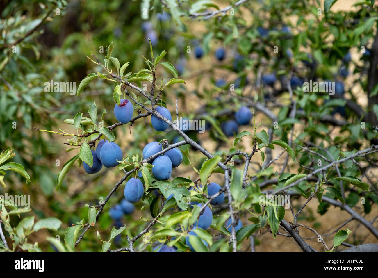 Prugne blu mature appese a un ramo in una giornata di sole, Copeland Place, Kelowna, BC, Canada Foto Stock