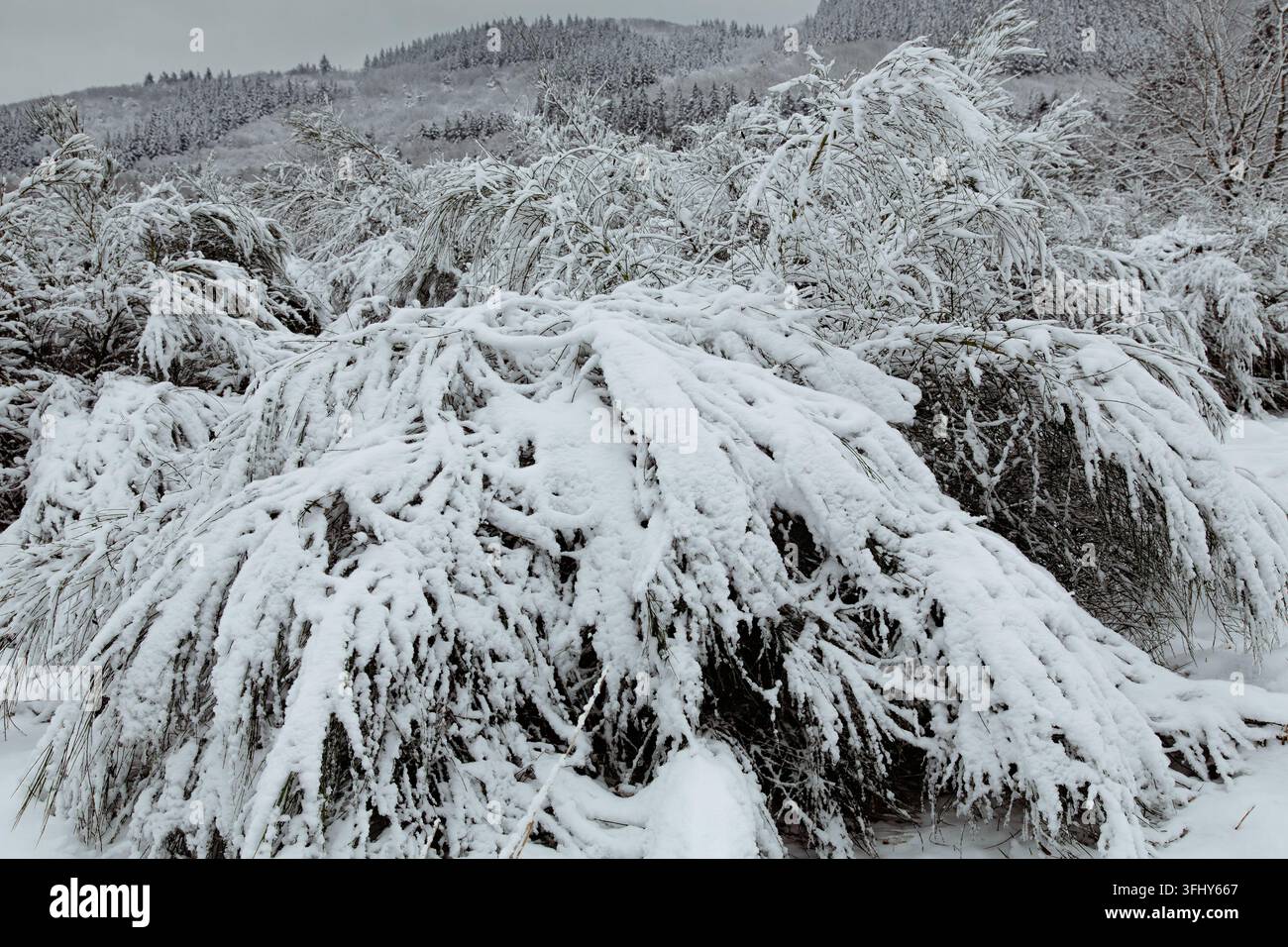 Questa fotografia di paesaggio invernale ad alta qualità mostra concetti stagionali di natura montana, foreste selvagge e clima freddo con una forte copertura di neve Foto Stock