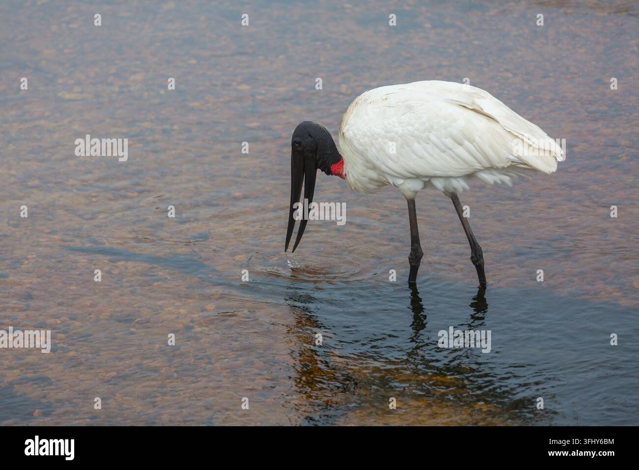 Jabiru (Jabiru mycteria) nel Pantanal, Brasile Foto Stock