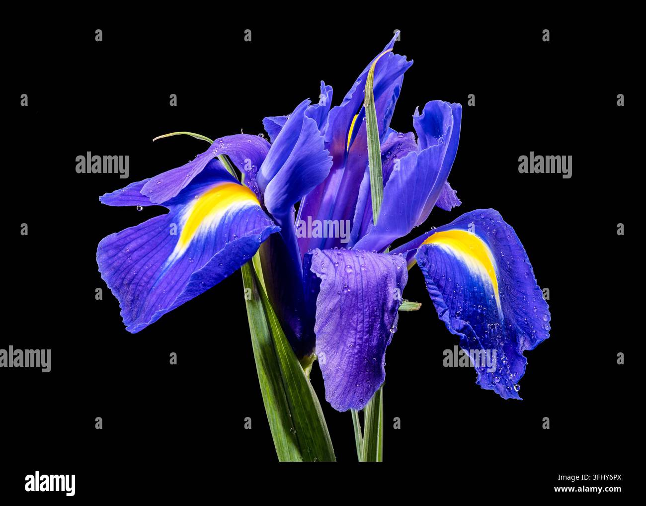Primo piano di un Iris olandese in fiore con accenti gialli luminosi e rugiada mattutina. Questo elegante macro floreale è isolato contro un solido ba nero Foto Stock