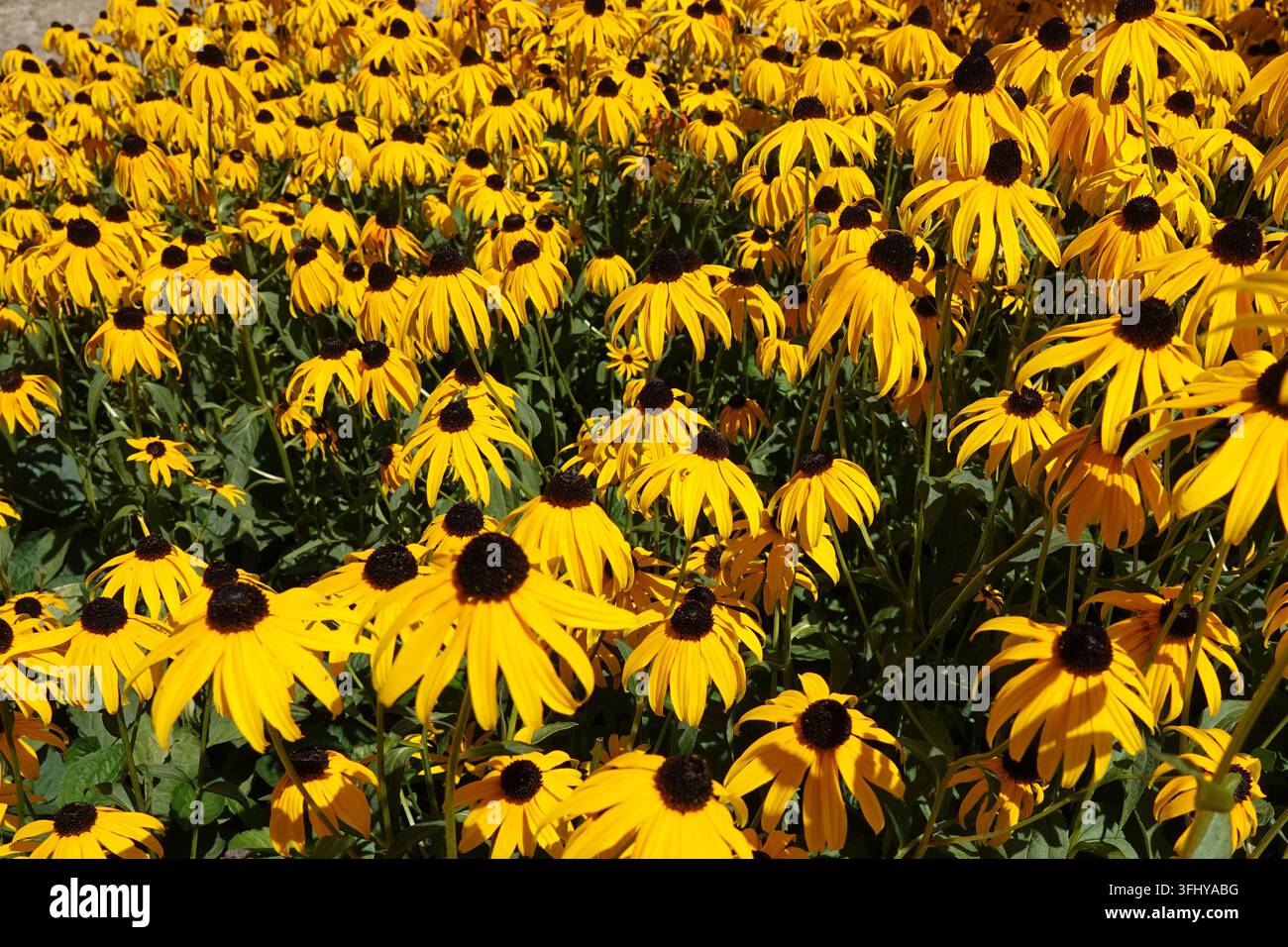 Un campo densamente popolato di fiori di Rudbeckia, noti anche come Black-eyed Susans. I fiori hanno petali gialli vibranti che circondano un centro marrone scuro Foto Stock