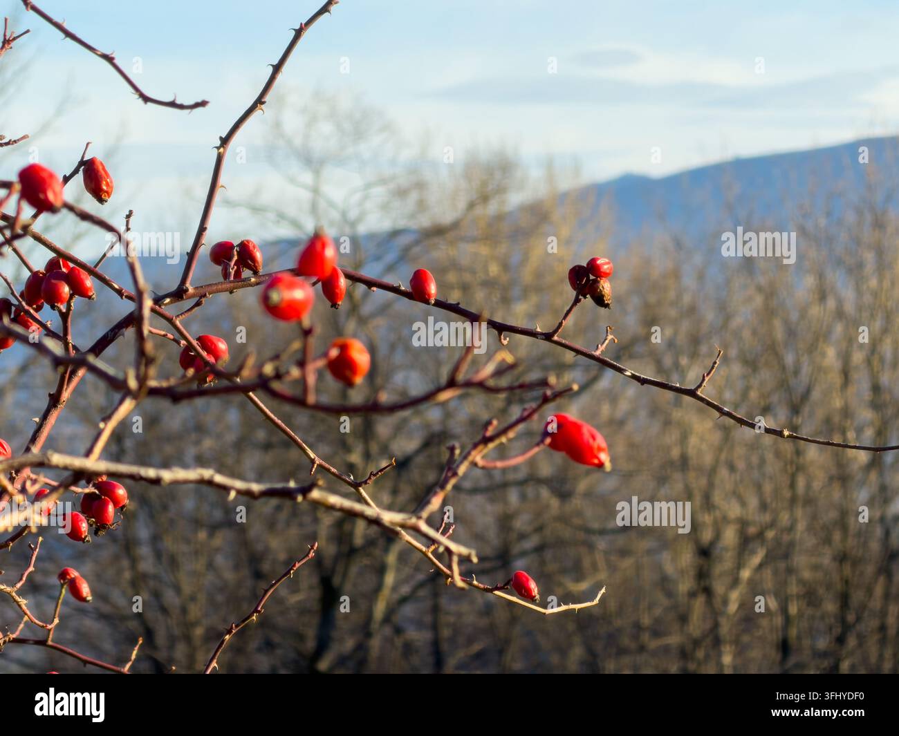 Baie di rose vibranti pendono da un arbusto secco contro uno sfondo boschivo sfocato, mostrando la delicata bellezza della flora autunnale in una pace selvaggia Foto Stock