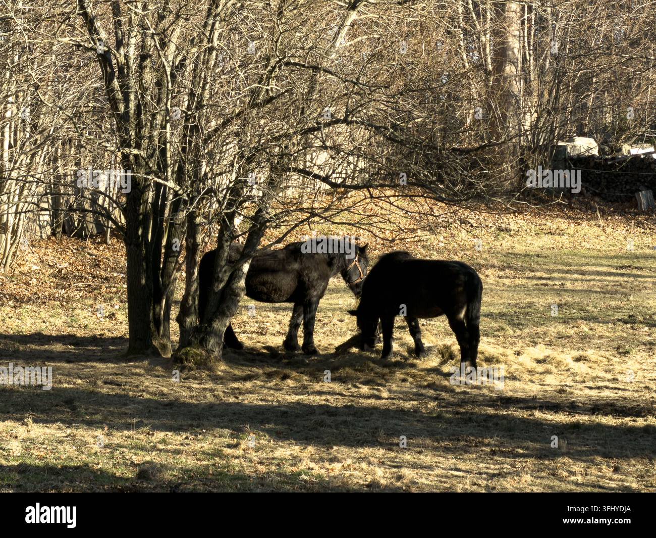 Cavalli neri si nutrono insieme in un prato secco durante il tardo autunno, dove la luce soffusa del sole e lo sfondo della foresta senza foglie creano un'atmosfera tranquilla per s Foto Stock