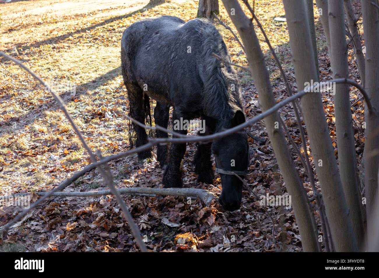 Il maestoso equino nero si nutre tra la vegetazione sparsa sotto una luce dorata, evidenziando un momento sereno di armonia naturale all'interno di una foresta silenziosa Foto Stock