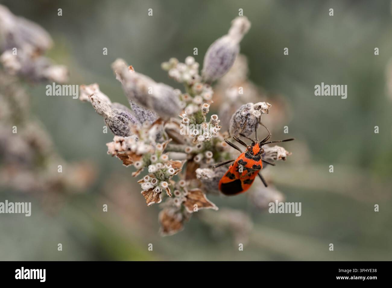 Un vivace scarabeo alla cannella rosso e nero (Corizus hyoscyami) si posa su una testa di seme essiccata in un contesto di giardino, Regno Unito. Foto Stock
