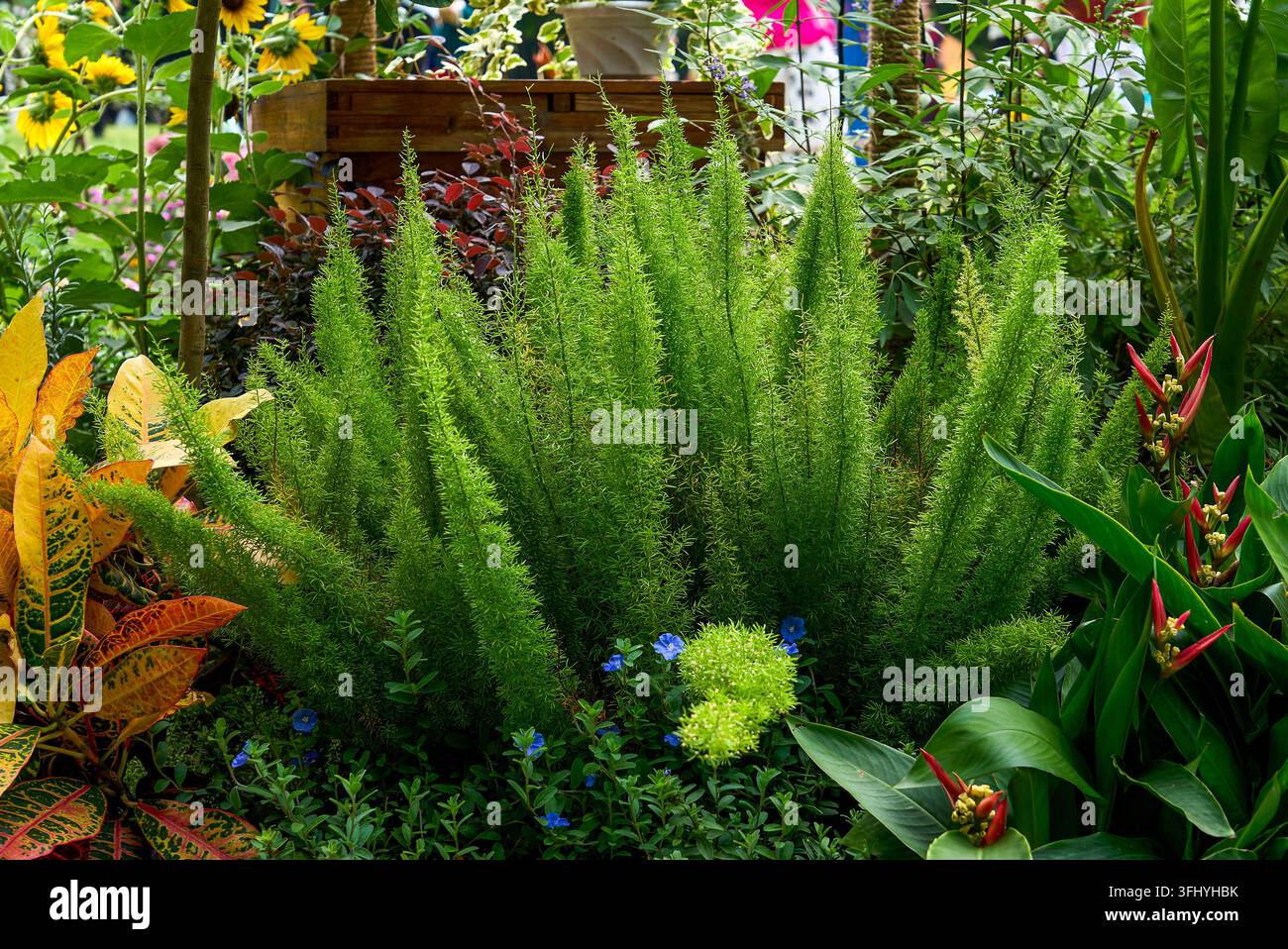 Asparago verde smeraldo con coda di volpe cresce in grappoli come code, circondato da alberi frondosi e fiori blu, con girasoli luminosi sullo sfondo. Foto Stock