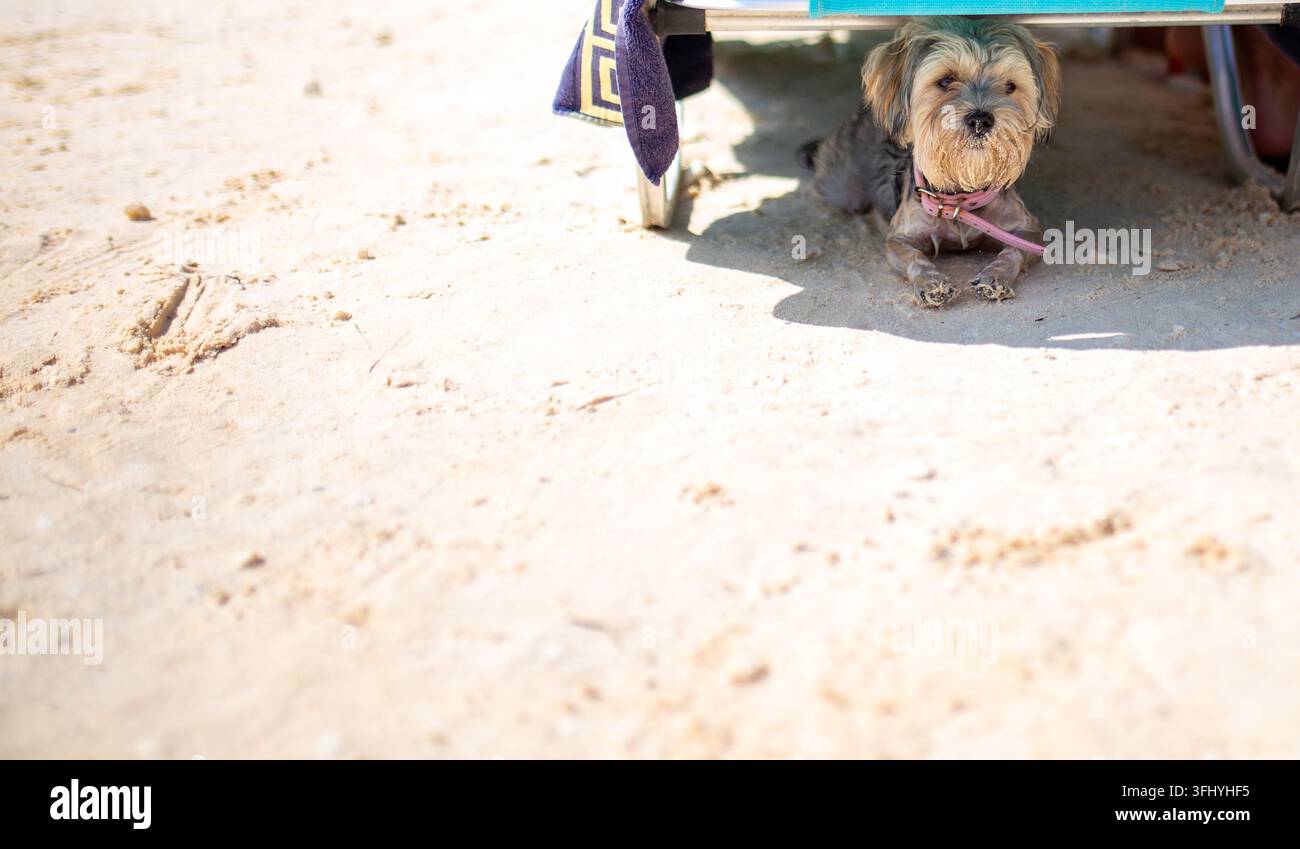 Piccolo cane irsuto seduto all'ombra accanto ai mobili da spiaggia su una spiaggia sabbiosa soleggiata. Foto Stock