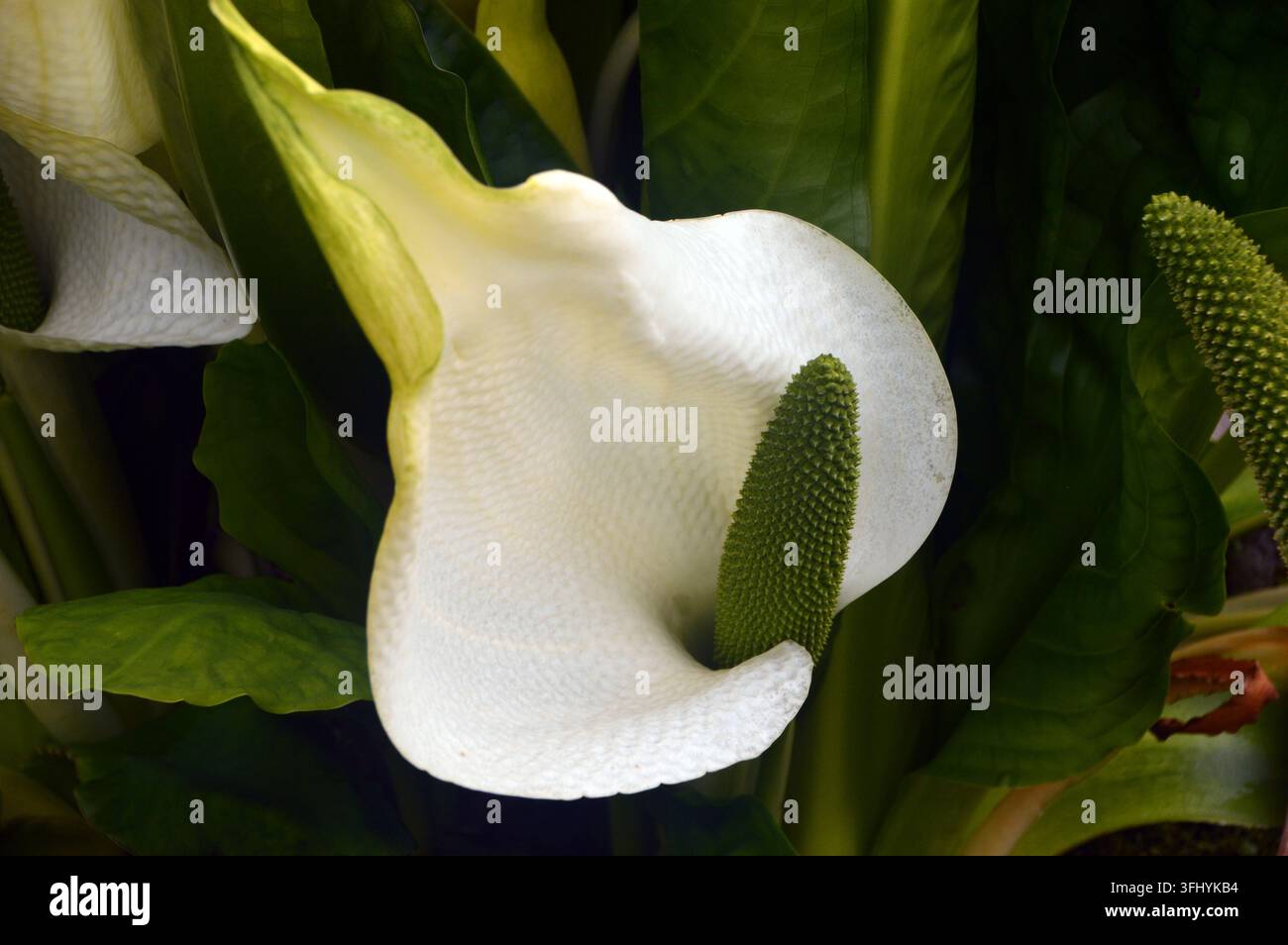Piante di lysichito della Kamciatka (Lysichiton camtschatcensis) bianca in mostra al RHS Garden Harlow Carr, Harrogate, Yorkshire, Inghilterra, Regno Unito Foto Stock
