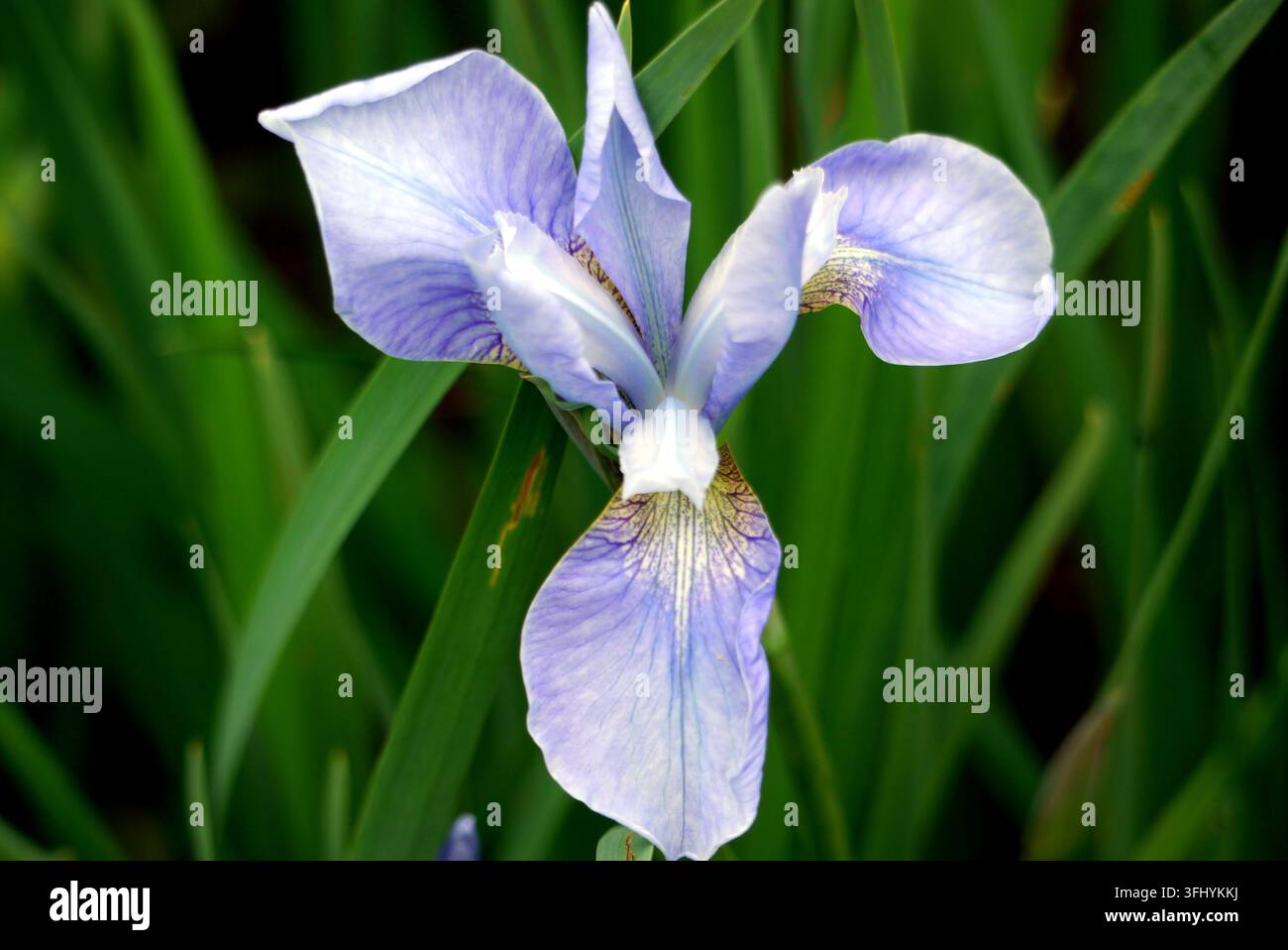 Fiore singolo di Iris blu cielo 'Perry's Blue' (Iris sibirica) in mostra presso RHS Garden Harlow Carr, Harrogate, Yorkshire, Inghilterra, Regno Unito Foto Stock
