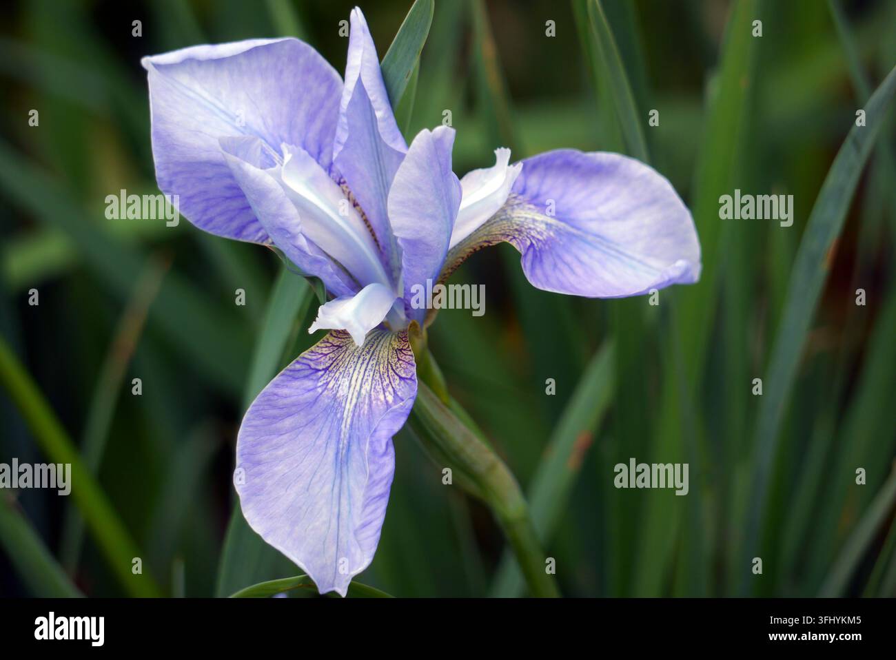 Fiore singolo di Iris blu cielo 'Perry's Blue' (Iris sibirica) in mostra presso RHS Garden Harlow Carr, Harrogate, Yorkshire, Inghilterra, Regno Unito Foto Stock