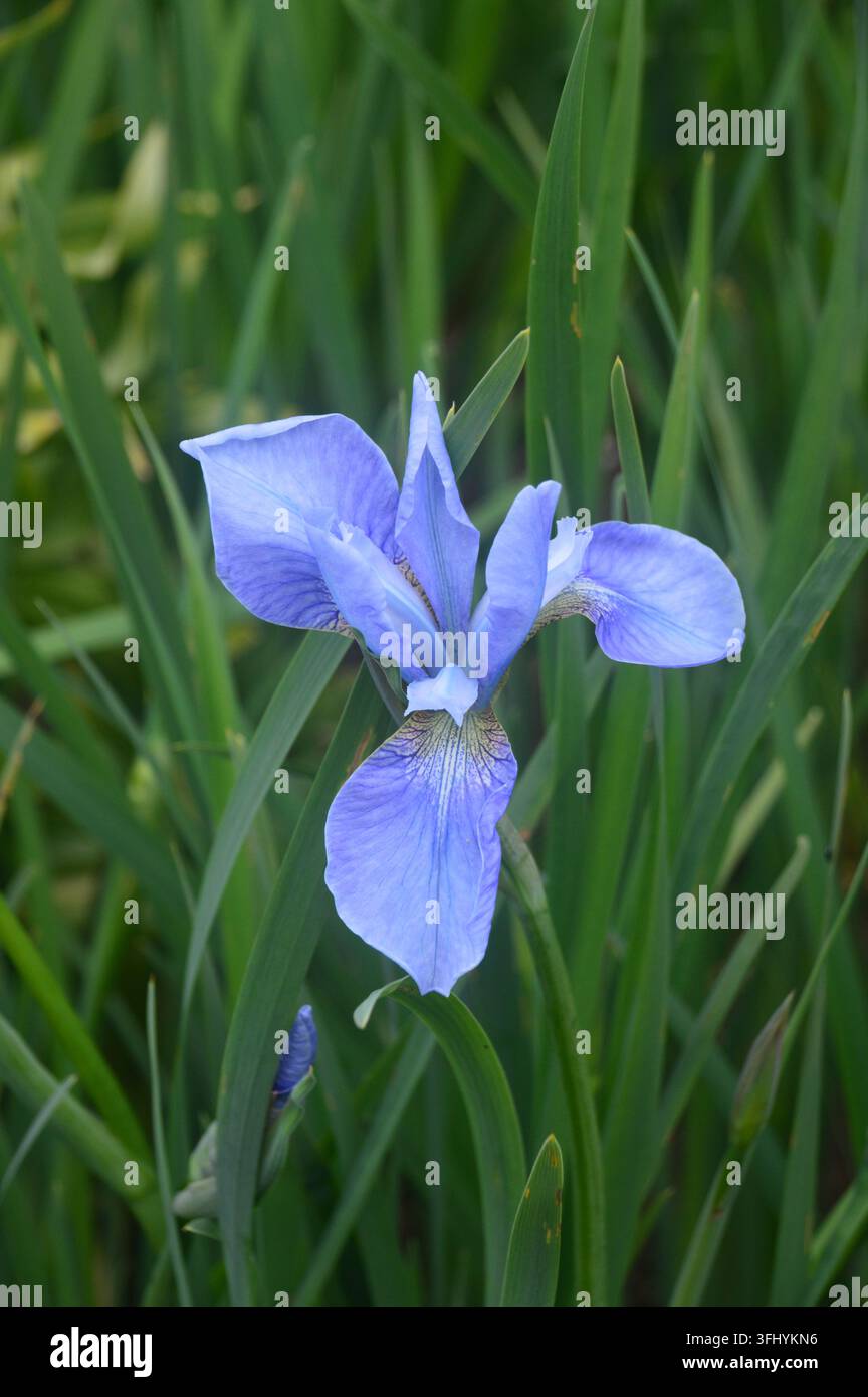 Fiore singolo di Iris blu cielo 'Perry's Blue' (Iris sibirica) in mostra presso RHS Garden Harlow Carr, Harrogate, Yorkshire, Inghilterra, Regno Unito Foto Stock