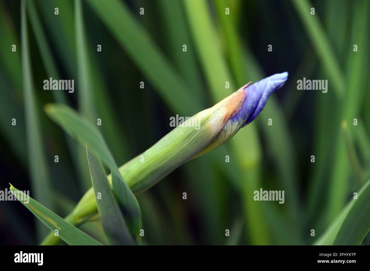Bocciolo di fiore di Iris blu cielo singolo 'Perry's Blue' (Iris Sibirica) in mostra al RHS Garden Harlow Carr, Harrogate, Yorkshire, Inghilterra, Regno Unito Foto Stock