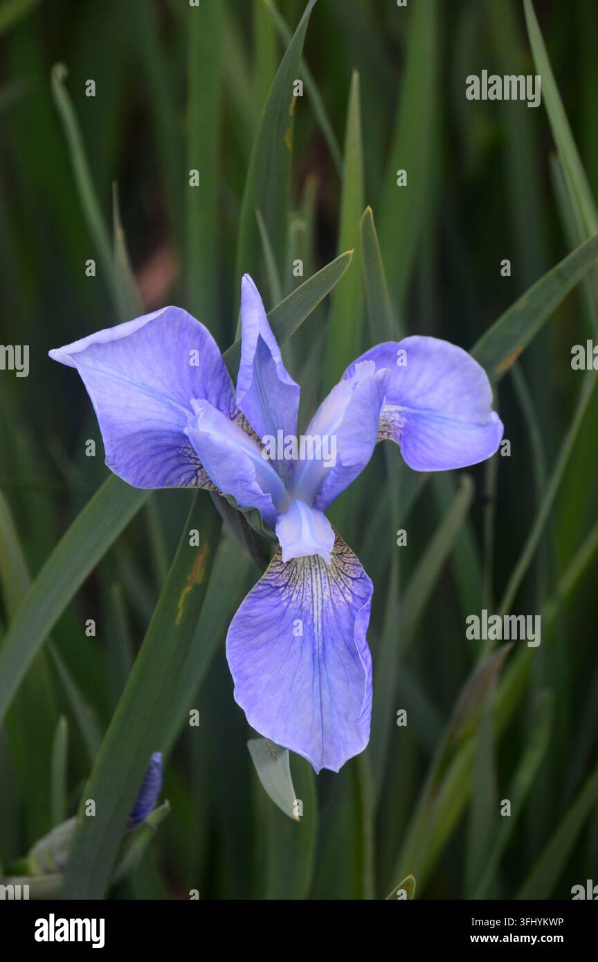 Fiore singolo di Iris blu cielo 'Perry's Blue' (Iris sibirica) in mostra presso RHS Garden Harlow Carr, Harrogate, Yorkshire, Inghilterra, Regno Unito Foto Stock