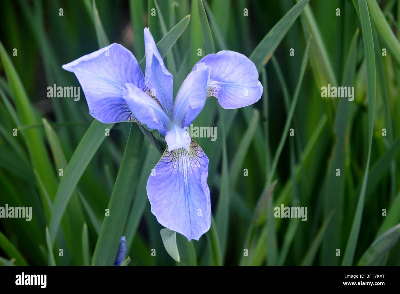 Fiore singolo di Iris blu cielo 'Perry's Blue' (Iris sibirica) in mostra presso RHS Garden Harlow Carr, Harrogate, Yorkshire, Inghilterra, Regno Unito Foto Stock
