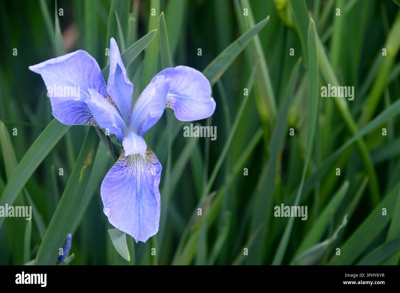 Fiore singolo di Iris blu cielo 'Perry's Blue' (Iris sibirica) in mostra presso RHS Garden Harlow Carr, Harrogate, Yorkshire, Inghilterra, Regno Unito Foto Stock