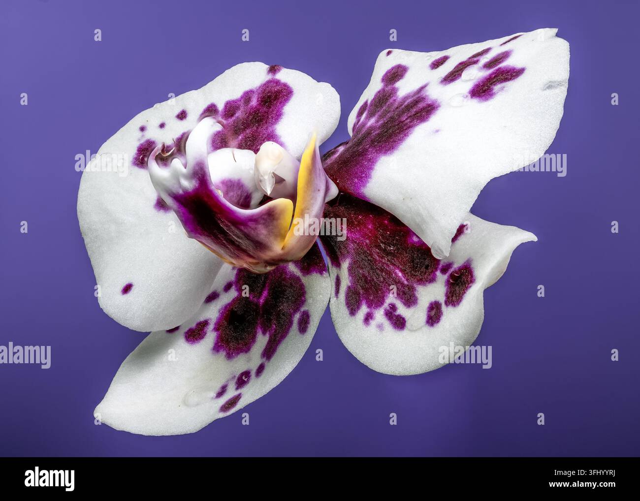 Fiore di orchidea macchiato bianco e viola su sfondo viola solido Foto Stock