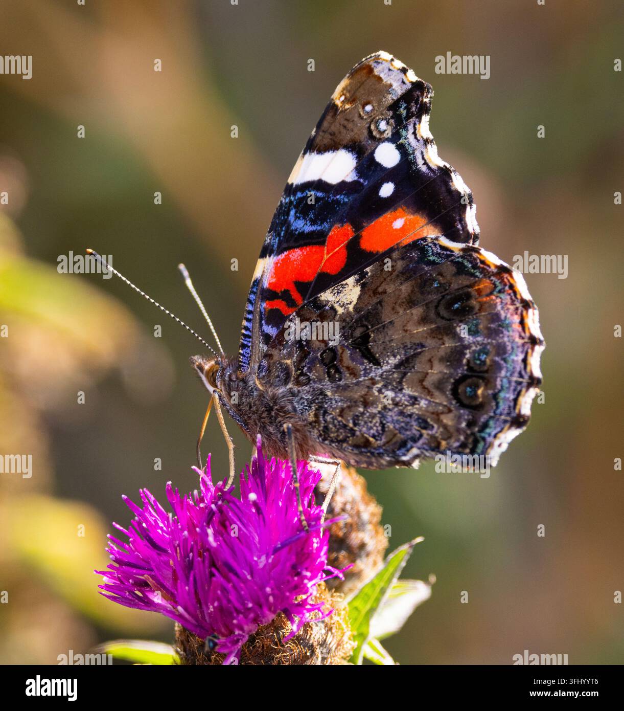 Il Vanessa del cardo sembra essere in grado di svernare durante gli inverni del Regno Unito grazie al riscaldamento climatico. Questi farfalle sono diffuse e si trovano nella maggior parte degli habitat Foto Stock