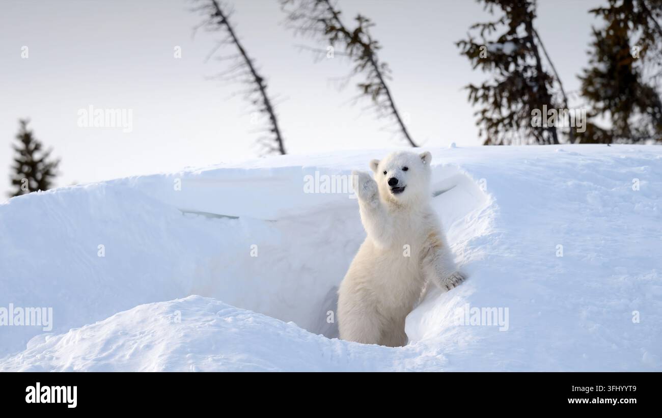 Un adorabile cucciolo di orso polare in piedi in una tana di neve e che agita la zampa anteriore verso la telecamera a Churchill, Manitoba, Canada. Foto Stock