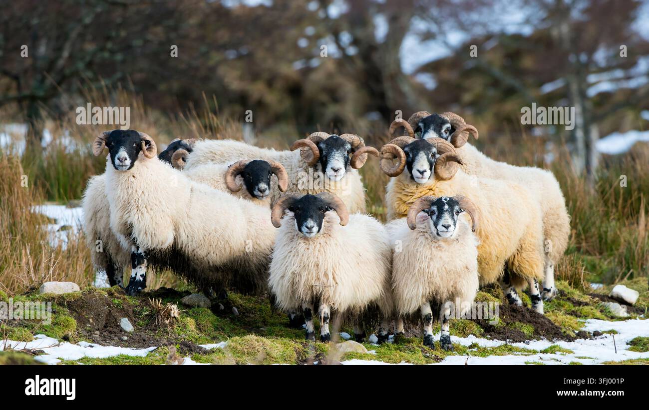 Un gruppo di pecore Blackface scozzesi con corna in piedi insieme in un pascolo innevato che guardano la fotocamera nell'Aberdeenshire, Scozia. Foto Stock