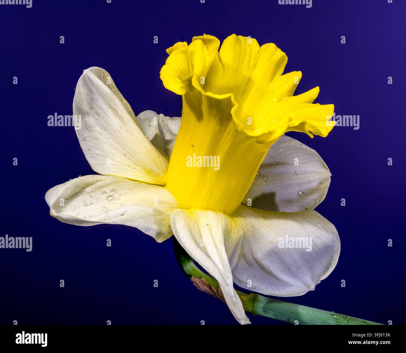 narcisi primaverili freschi con rugiada mattutina. La tromba gialla e i petali bianchi si distinguono su uno sfondo viola solido in questa macro ad alta risoluzione Foto Stock