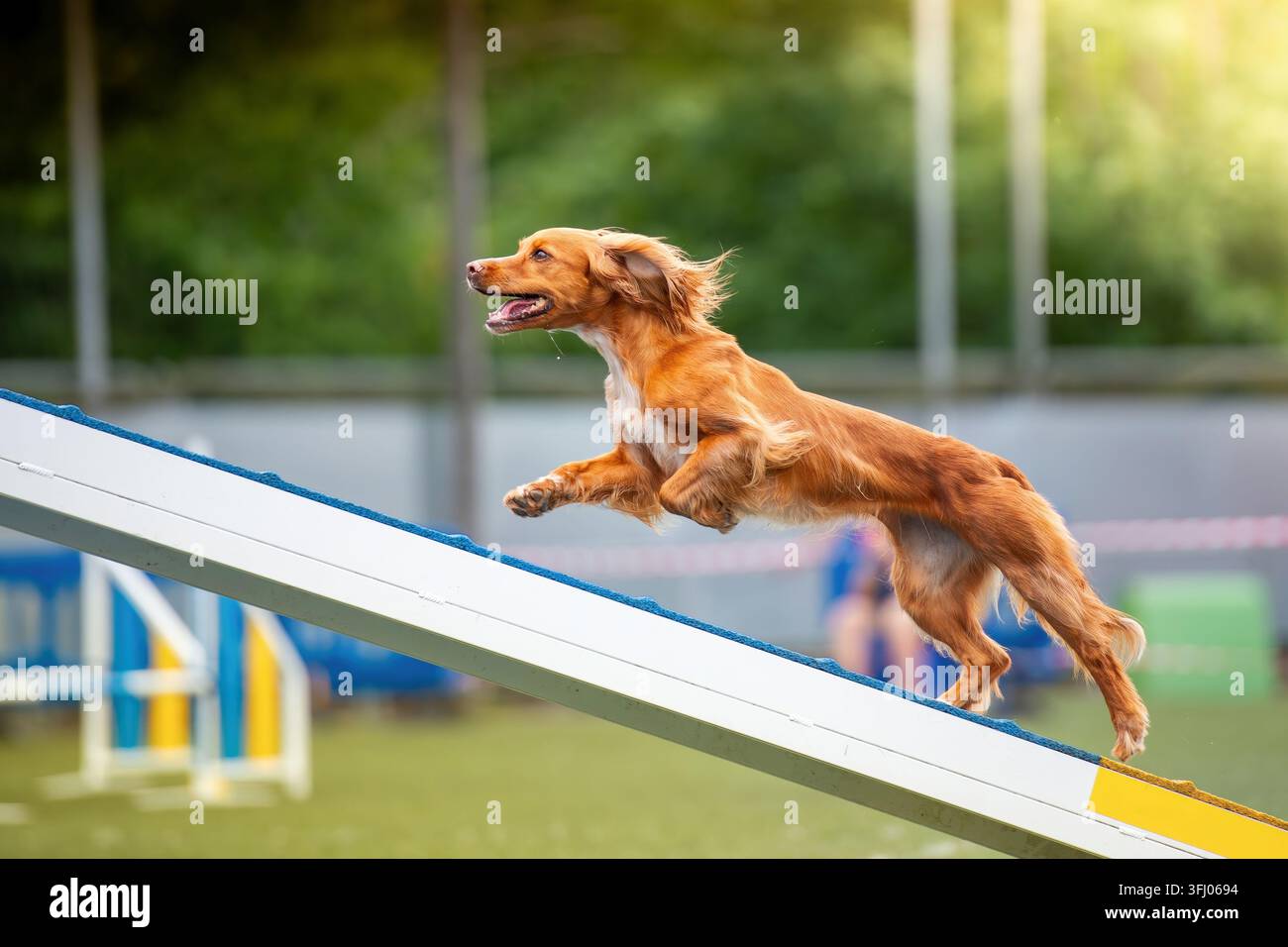 Simpatico cane spaniel che corre su una rampa di agility Foto Stock