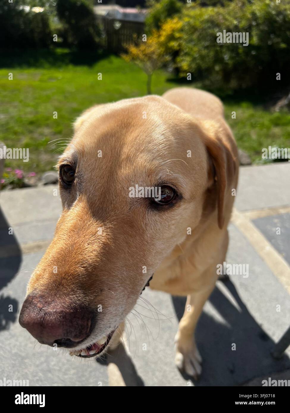 Primo piano del naso e del muso di un Labrador dorato Foto Stock