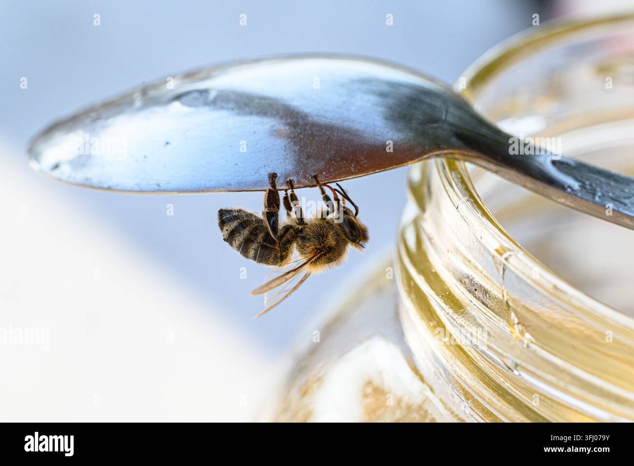 Un'ape mellifera è appesa a testa in giù dal bordo di un cucchiaio ricoperto di miele sopra un barattolo di vetro, con ali e zampe visibili nei dettagli. Foto Stock