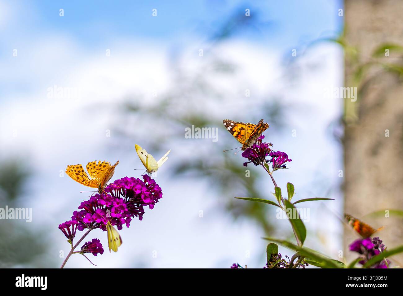 Farfalle sulle fiori di cespuglio delle farfalle viola. Farfalle colorate si nutrono di fiori di cespuglio delle farfalle viola su un cielo blu sfocato e un giardino Foto Stock