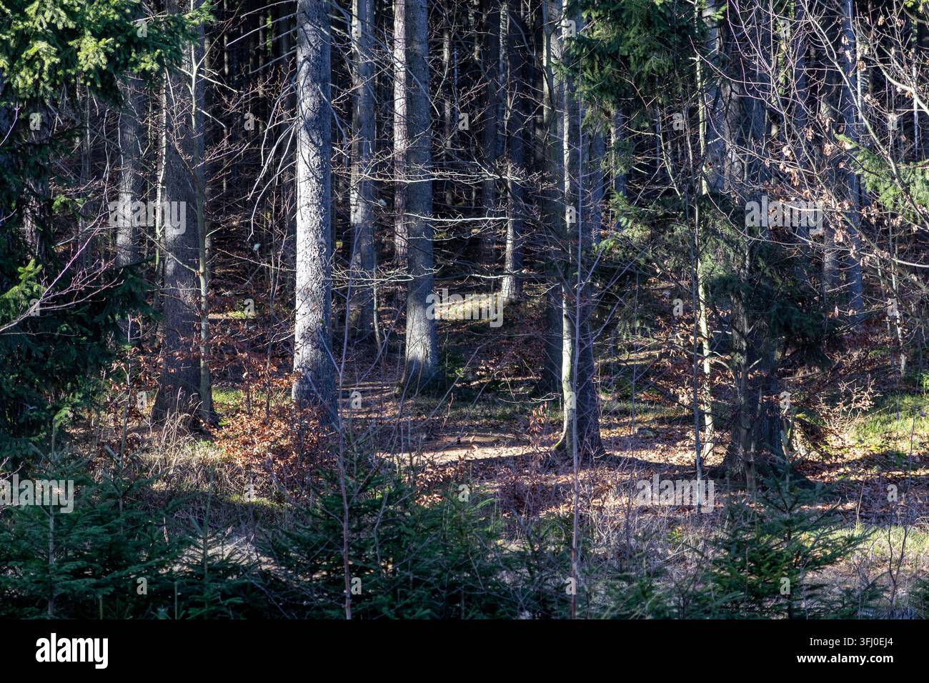 Paesaggio boschivo naturale che mostra tronchi d'albero fitti illuminati da luce dorata, creando ombre profonde tra le foglie secche d'autunno sul terreno del bosco Foto Stock