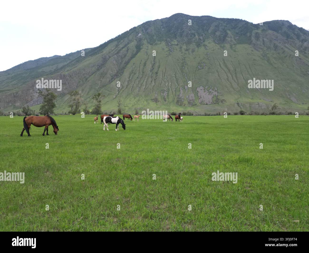 Cavalli che pascolano in una verde valle montana dell'Altai, Russia Foto Stock