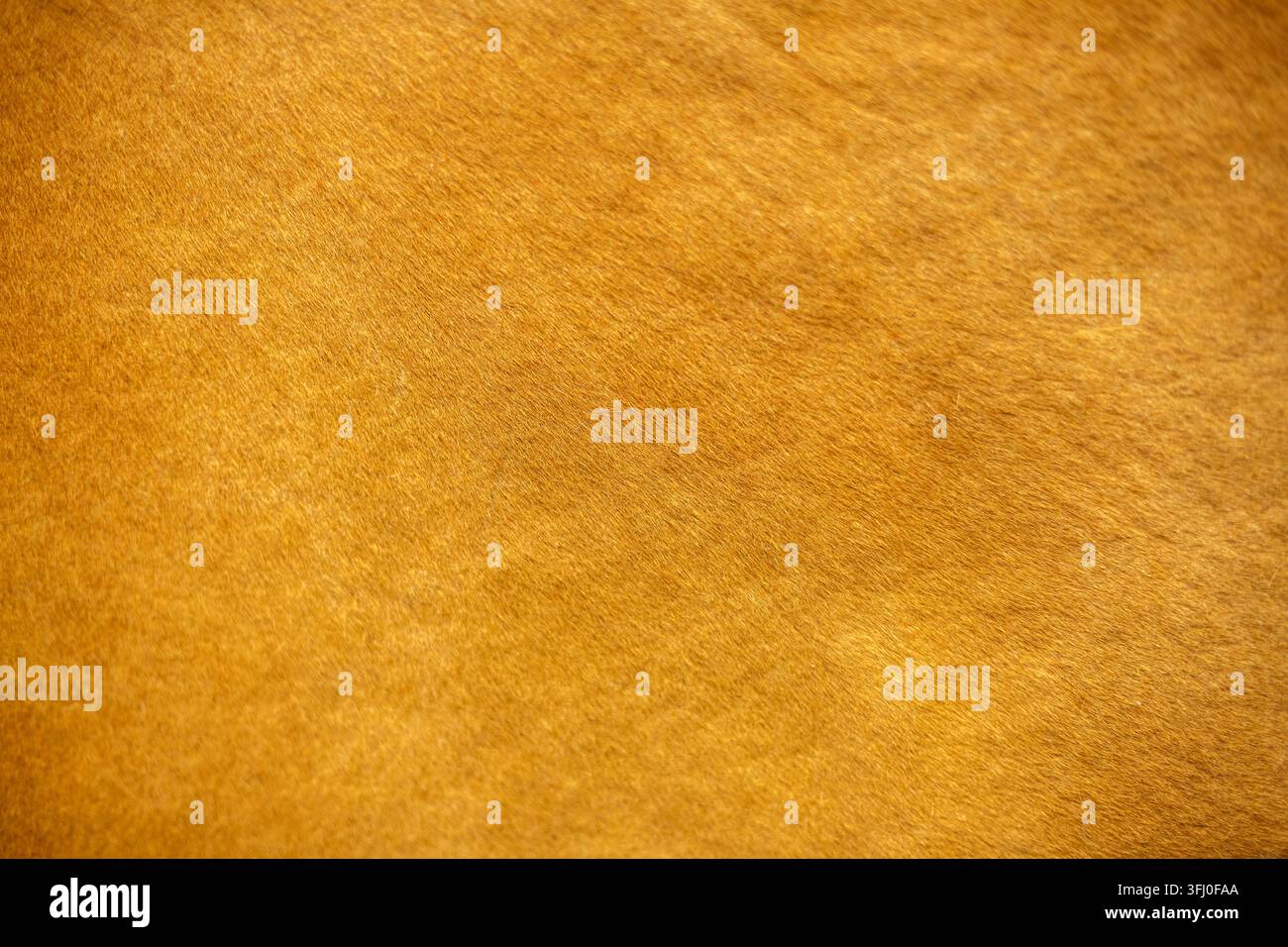Texture di pelle animale liscia, marrone chiaro arancione con pelo corto e bagliore dorato Foto Stock