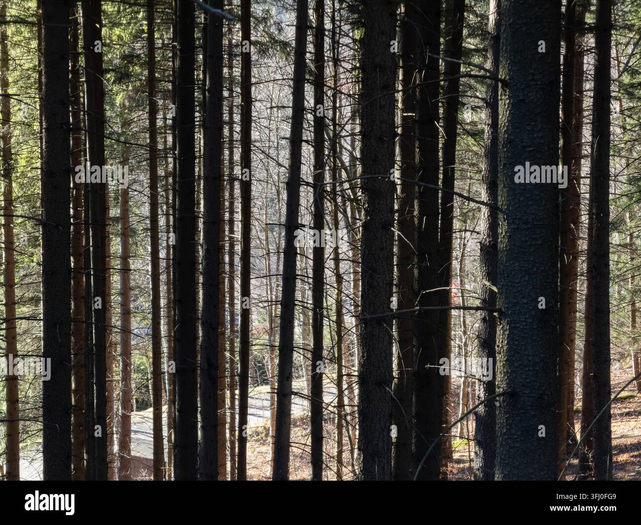 Tritti verticali di conifere si ergono in una zona boschiva fitta, dove contrasti drammatici di luce e ombra definiscono un paesaggio esterno tranquillo adatto per Env Foto Stock