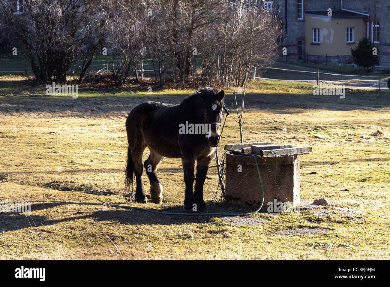 Il cavallo marrone pasce vicino a una struttura idrica rustica in una fattoria, incarnando una scena pastorale tranquilla con una luce dorata soffusa che evidenzia il pacifico Foto Stock