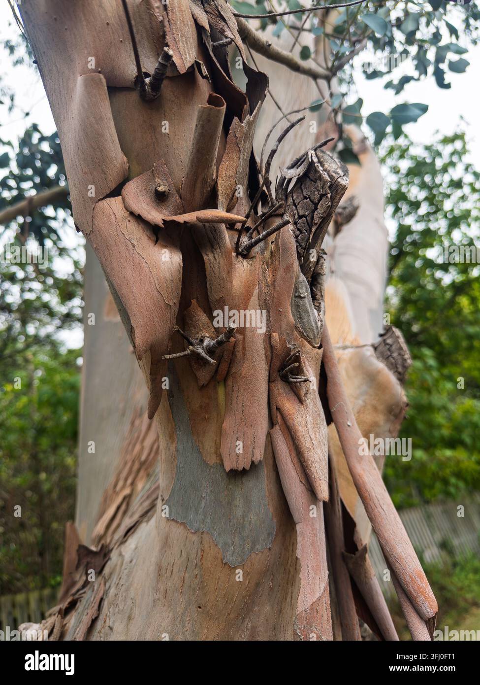 Prima di una corteccia che si sfalda sul tronco di un albero di eucalipto in un giardino boscoso Foto Stock