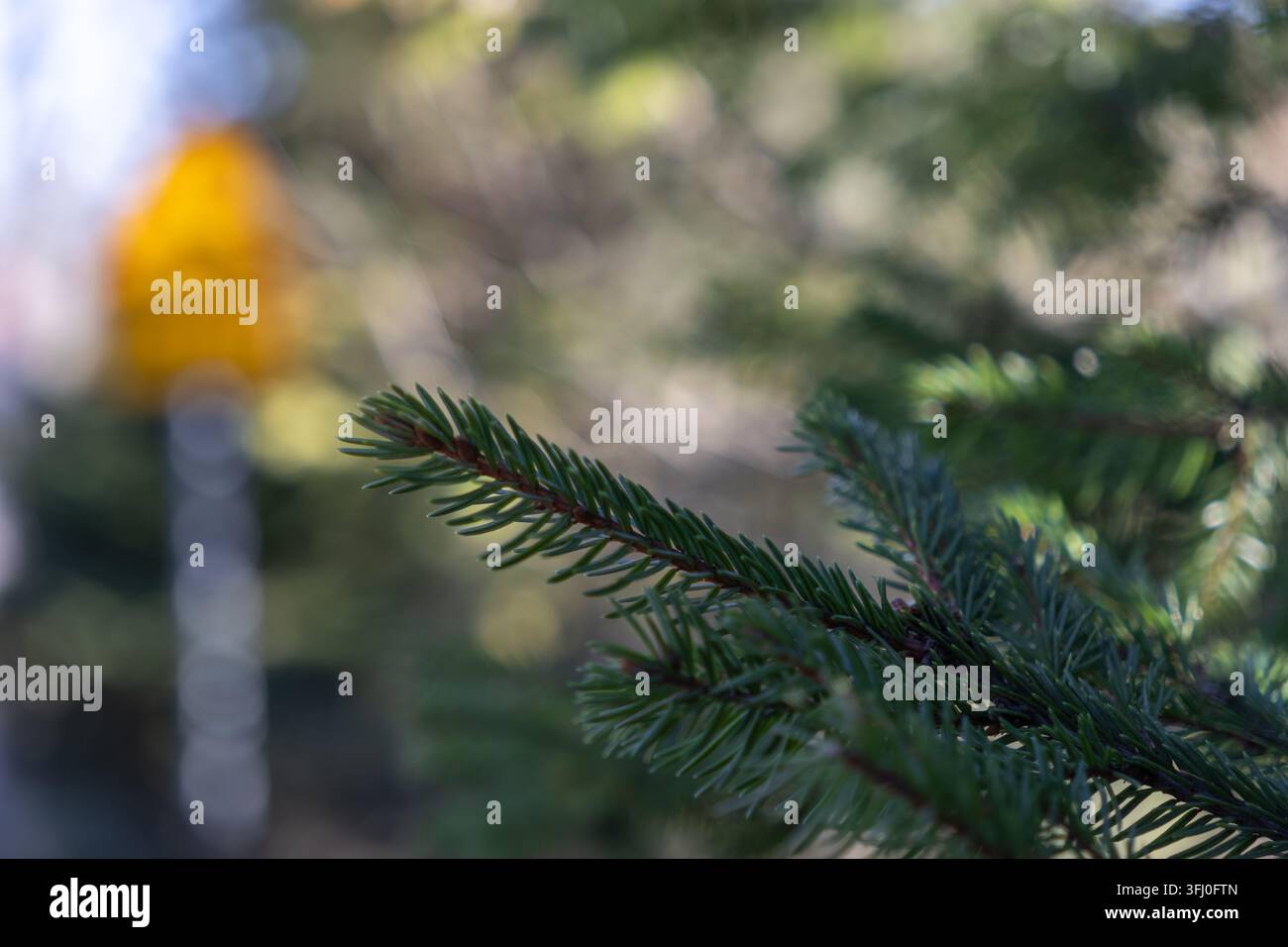 Un ramo di aghille sempreverdi si posa in primo piano davanti a un simbolo di avvertimento sfocato, catturando un equilibrio sereno tra la bellezza della natura selvaggia e il trasporto Foto Stock