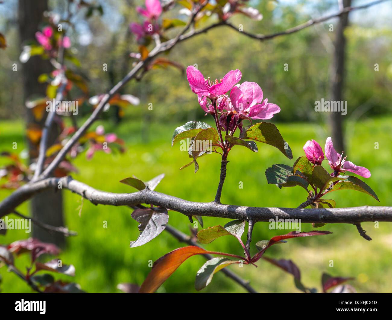 Fiori di melo rosa in fiore su un ramo in un giardino primaverile Foto Stock
