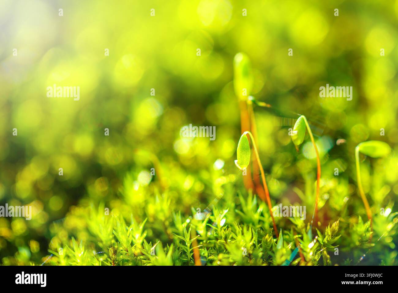 Muschio verde brillante con steli di germogli retroilluminati e goccia di rugiada nella luce solare della foresta primaverile Foto Stock